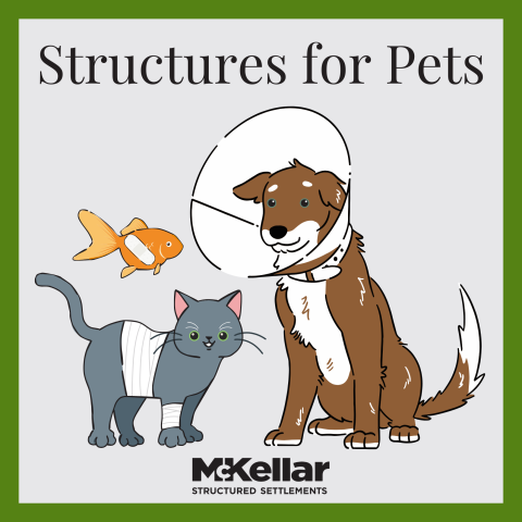 A cat, fish, and dog with various bandages